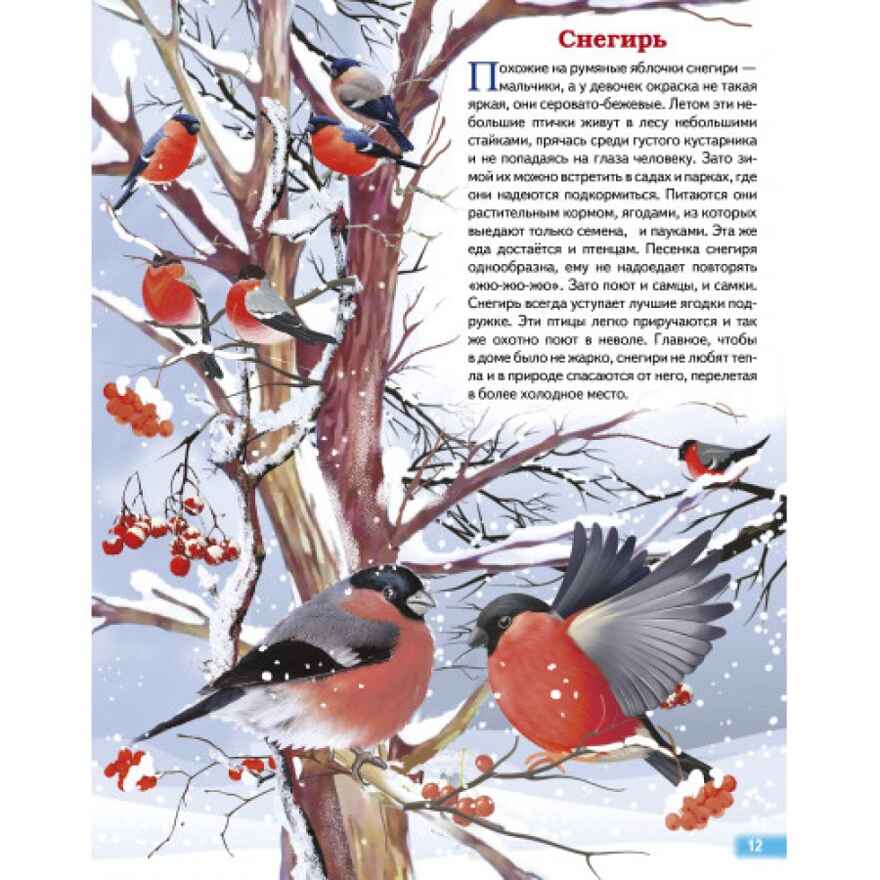 Зимующие птицы России. Обучающие карточки. Большой формат. (Картон), производитель Литур , ISBN 978-5-97801-646-8, № 4