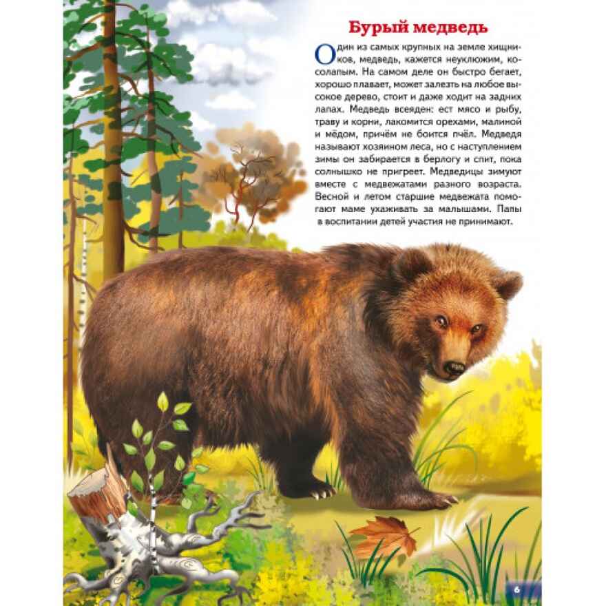 Животные России. Обучающие карточки. Большой формат. (Картон), производитель Литур , ISBN 978-5-98701-657-2, № 3