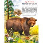 Животные России. Обучающие карточки. Большой формат. (Картон), производитель Литур , ISBN 978-5-98701-657-2, № 3