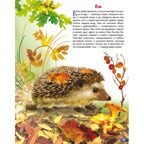 Животные России. Обучающие карточки. Большой формат. (Картон), производитель Литур , ISBN 978-5-98701-657-2, № 4