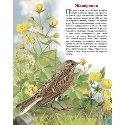 Перелётные птицы России. Обучающие карточки. Большой формат. (Картон), производитель Литур , ISBN 978-5-97801-645-1№ 2
