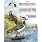 Перелётные птицы России. Обучающие карточки. Большой формат. (Картон), производитель Литур , ISBN 978-5-97801-645-1, № 5
