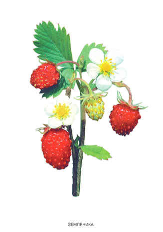 Ягоды лесные, производитель МОЗАИКА-СИНТЕЗ , ISBN 978-5-86775-323-8№ 1