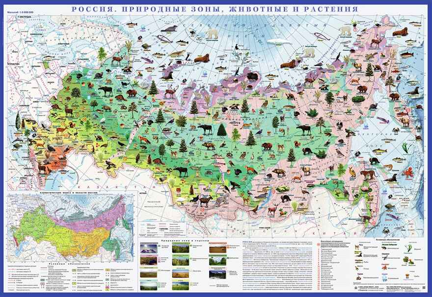 Настенная карта &quot;Россия. Природные зоны, животные и растения&quot; с новыми территориями 1,0*0,7 м ламинированная (для детей), производитель АТЛАС ПРИНТ, ISBN 460-7-05107-446-0, № 1
