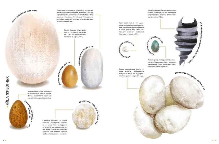 Самые удивительные животные в натуральную величину, производитель Махаон , ISBN 978-5-38924-841-0, № 5