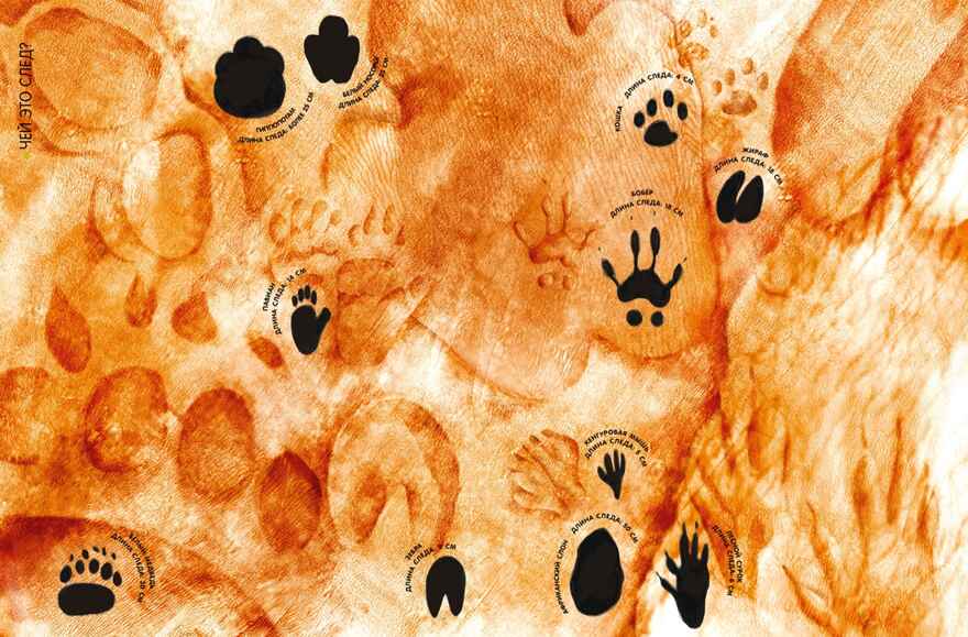 Самые удивительные животные в натуральную величину, производитель Махаон , ISBN 978-5-38924-841-0, № 7