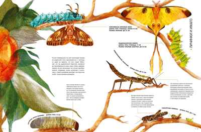 Насекомые в натуральную величину, производитель Махаон , ISBN 978-5-38923-352-2№ 6