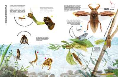 Насекомые в натуральную величину, производитель Махаон , ISBN 978-5-38923-352-2№ 8