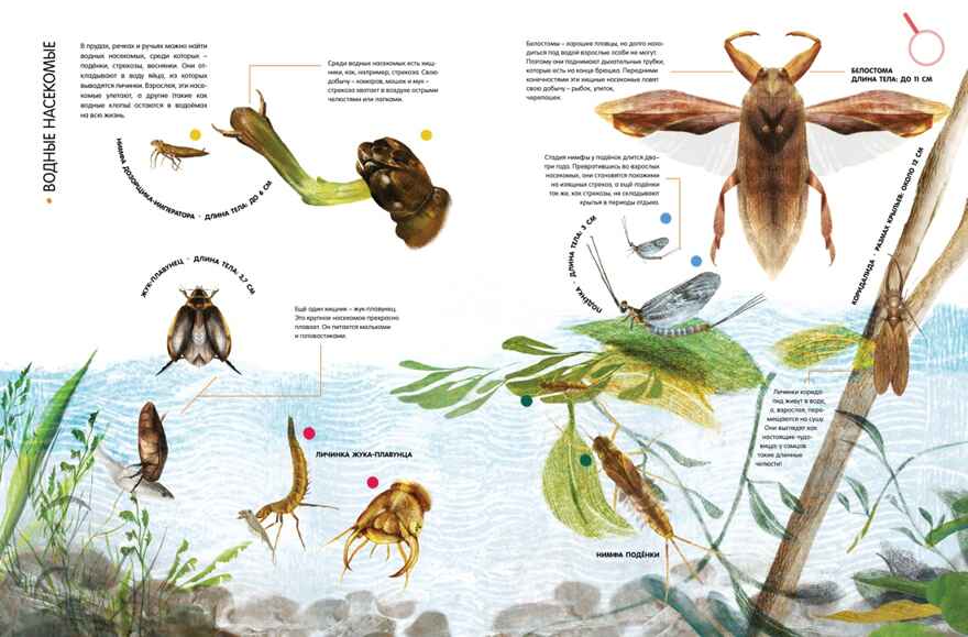 Насекомые в натуральную величину, производитель Махаон , ISBN 978-5-38923-352-2, № 8