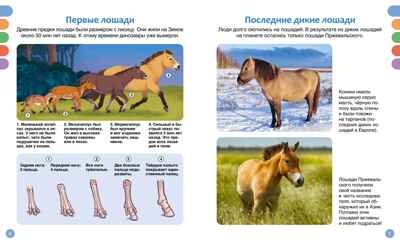 Лошади, производитель Махаон , ISBN 978-5-38930-436-9№ 3