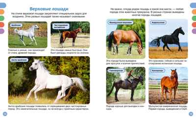 Лошади, производитель Махаон , ISBN 978-5-38930-436-9№ 4