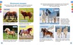 Лошади, производитель Махаон , ISBN 978-5-38930-436-9, № 5