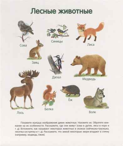 Первая книга малыша. Энциклопедия малыша на картоне, производитель Стрекоза , ISBN 978-5-99513-863-1№ 2