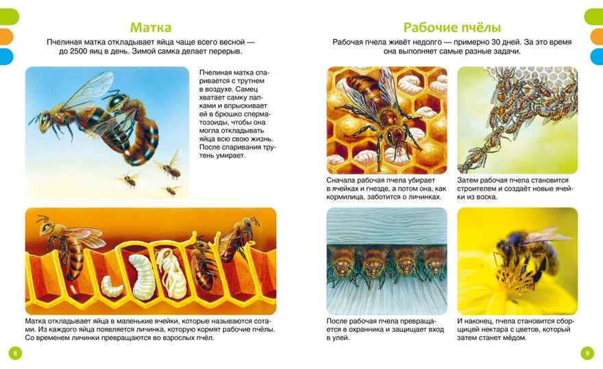 Животные-малютки, производитель Махаон , ISBN 978-5-38927-517-1, № 2