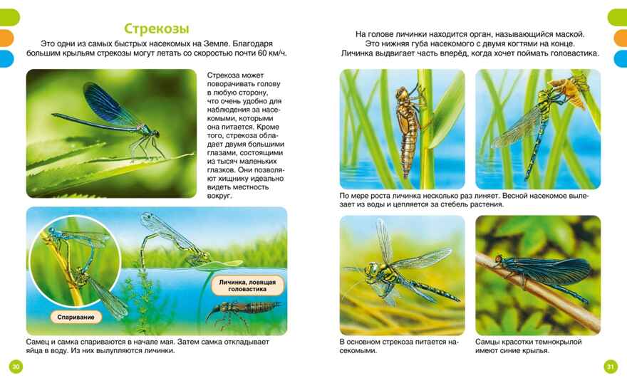 Животные-малютки, производитель Махаон , ISBN 978-5-38927-517-1, № 3