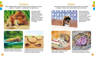 Животные-малютки, производитель Махаон , ISBN 978-5-38927-517-1№ 5