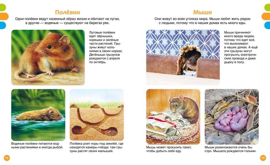 Животные-малютки, производитель Махаон , ISBN 978-5-38927-517-1, № 5