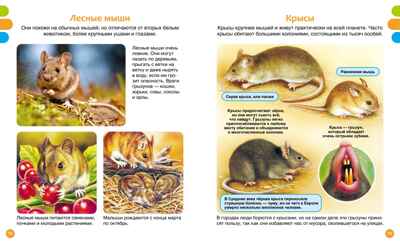 Животные-малютки, производитель Махаон , ISBN 978-5-38927-517-1№ 6