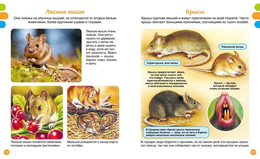 Животные-малютки, производитель Махаон , ISBN 978-5-38927-517-1, № 6