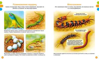 Животные-малютки, производитель Махаон , ISBN 978-5-38927-517-1№ 7