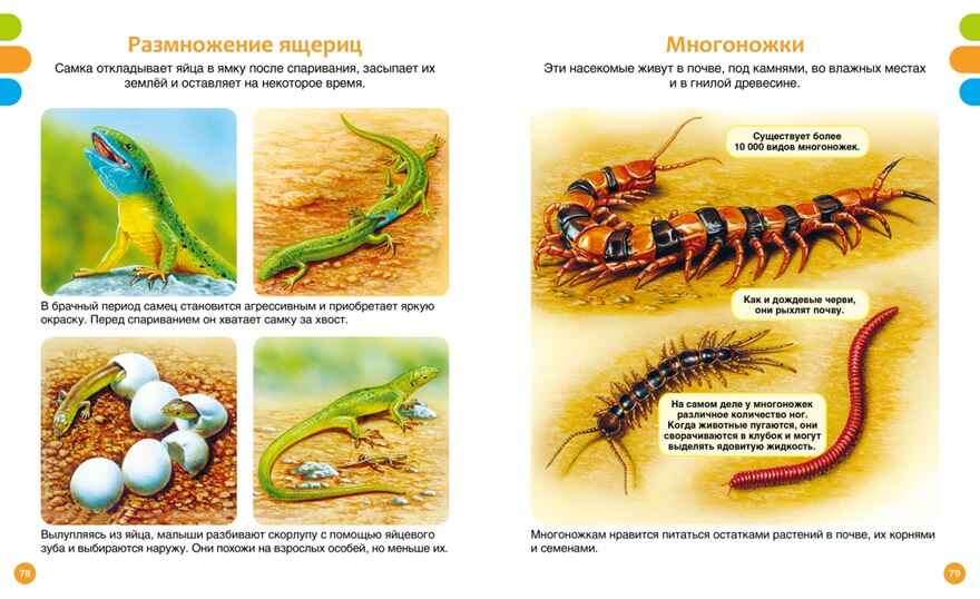 Животные-малютки, производитель Махаон , ISBN 978-5-38927-517-1, № 7