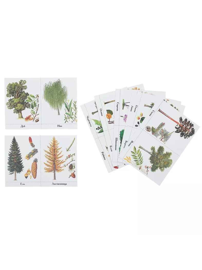 ДМ Деревья нашего леса, арт. 4601234511018, производитель Радуга, ISBN 460-1-23451-101-8, № 2