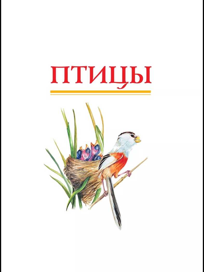 Красная книга России. Пескова И.М., Смирнова С.В., производитель АСТ , ISBN 978-5-17091-649-8, № 9