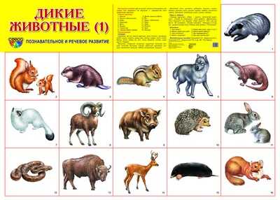 Демонстрационный плакат А2. Дикие животные (1), производитель Сфера ТЦ , ISBN 978-5-99490-493-0№ 1