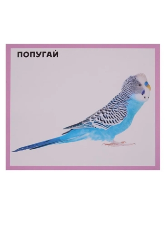 Разумные карточки. Домашние животные., производитель Проф-Пресс , ISBN 978-5-37829-118-2№ 2