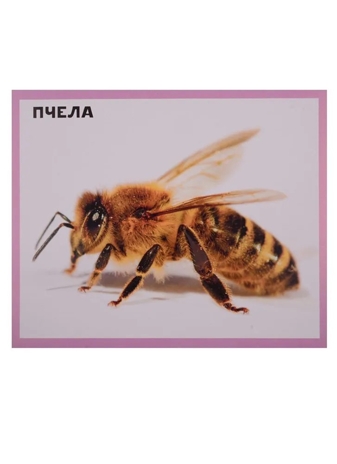 Разумные карточки. Домашние животные., производитель Проф-Пресс , ISBN 978-5-37829-118-2№ 3