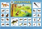Животные. Плакат для детей серии Мир вокруг меня, производитель Маленький Гений-Пресс , ISBN 460-7-05409-007-8, № 1