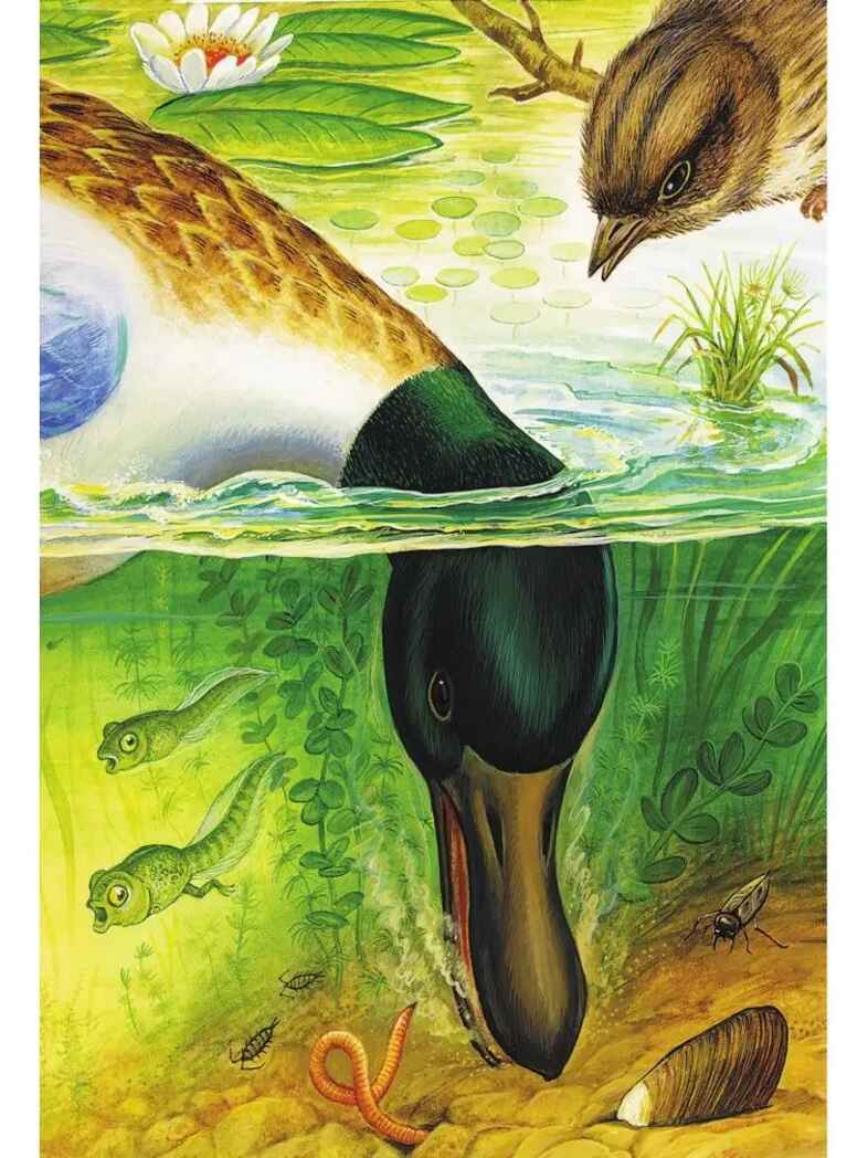 Чей нос лучше? Сказки и рассказы, производитель АСТ , ISBN 978-5-17150-688-9, № 12