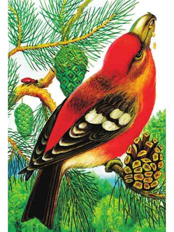 Чей нос лучше? Сказки и рассказы, производитель АСТ , ISBN 978-5-17150-688-9№ 7