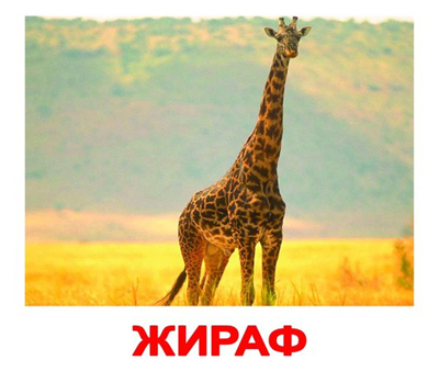 Набор обучающих карточек Мини. Дикие животные, производитель Вундеркинд с пелёнок, ISBN 461-2-73163-042-3, № 1