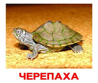Набор обучающих карточек Мини. Домашние животные, производитель Вундеркинд с пелёнок, ISBN 461-2-73163-041-6, № 1