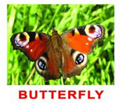 Набор обучающих карточек Мини. Animals, производитель Вундеркинд с пелёнок, ISBN 461-2-73163-062-1№ 1