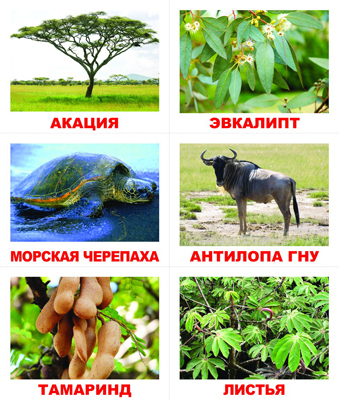 Лото. Кто что ест, производитель Вундеркинд с пелёнок, ISBN 461-2-73163-056-0, № 1