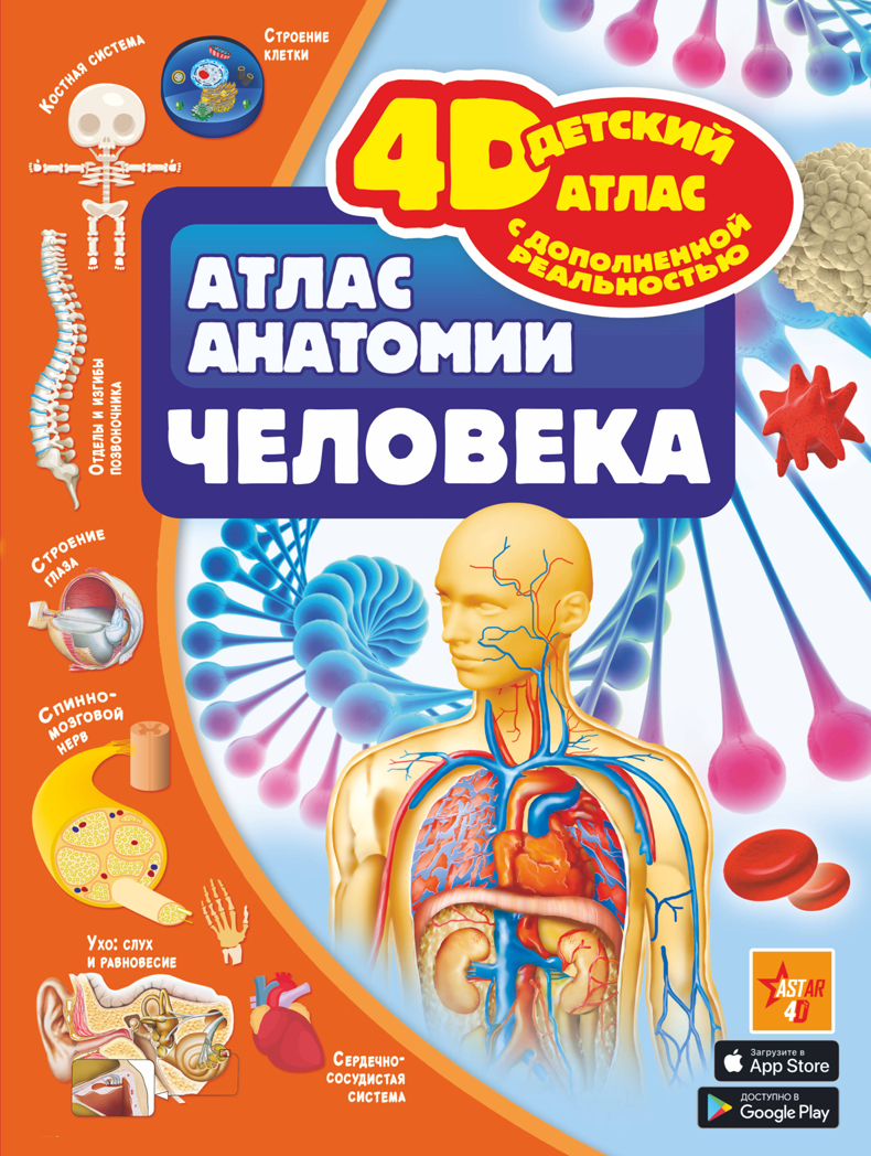 Атлас анатомии человека. Спектор А.А. Детский 4D атлас с дополненной реальностью, производитель АСТ , ISBN 978-5-17117-617-4, № 1