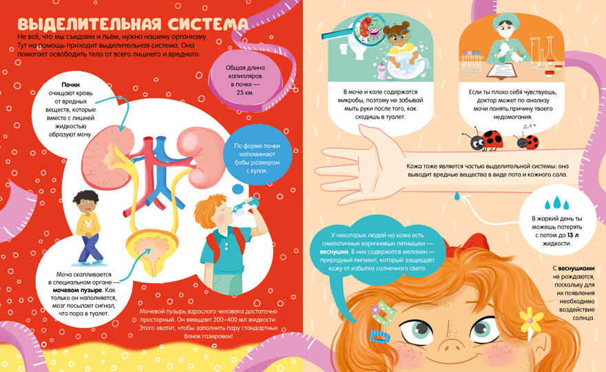 Энциклопедии. 100 удивительных фактов о теле человека, производитель Клевер (Clever) , ISBN 978-5-00211-711-6, № 5