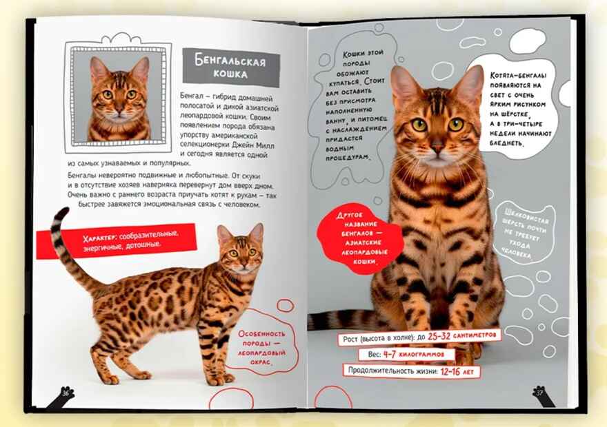Кошки. Большие секреты маленьких хищников., производитель Проф-Пресс , ISBN 978-5-37835-931-8, № 2