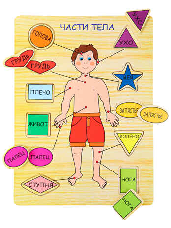 Деревянный пазл 21.5х29.5 Тело человека, арт. П-9688, производитель Рыжий кот, ISBN 978-5-37809-719-7