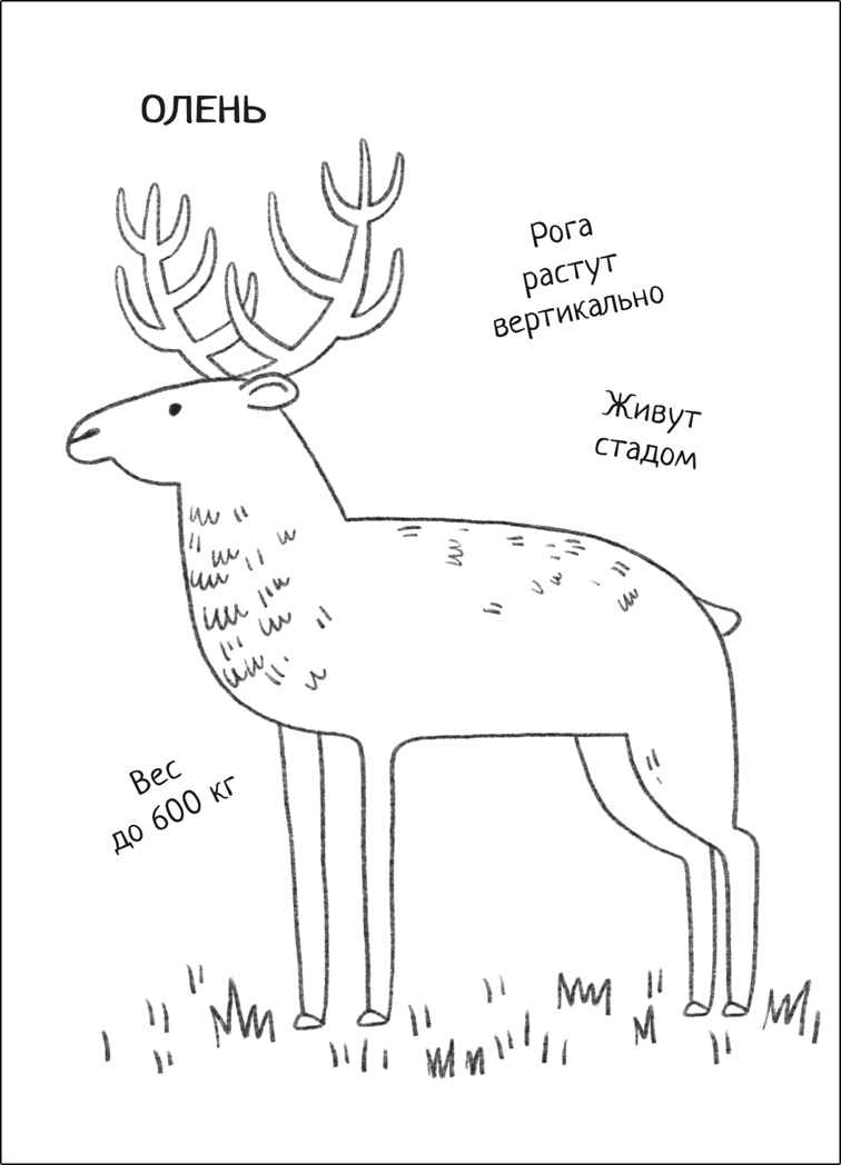 В лесу (Познавательные раскраски), производитель МОЗАИКА kids , ISBN 978-5-43152-350-2, № 3