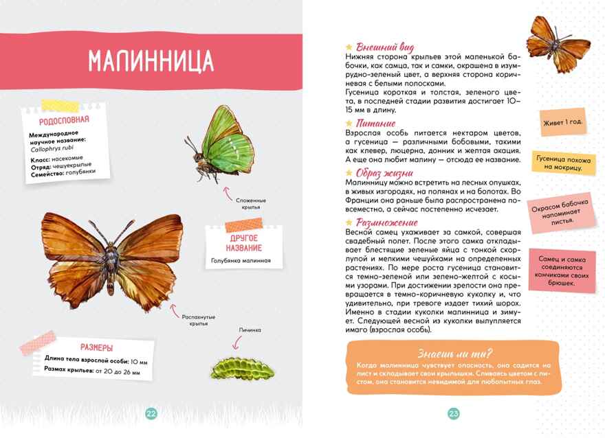 Лесные животные, производитель Махаон , ISBN 978-5-38924-683-6, № 4