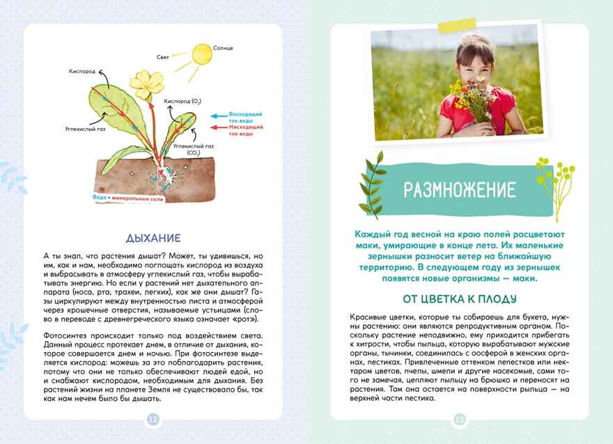 Растения вокруг нас, производитель Махаон , ISBN 978-5-38924-682-9, № 5