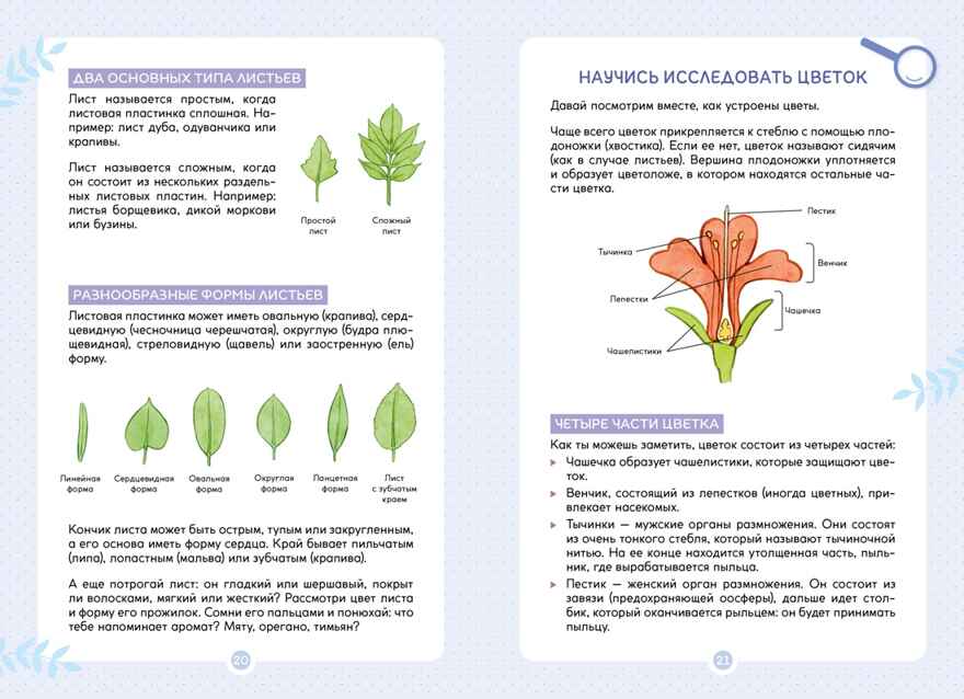 Растения вокруг нас, производитель Махаон , ISBN 978-5-38924-682-9, № 7