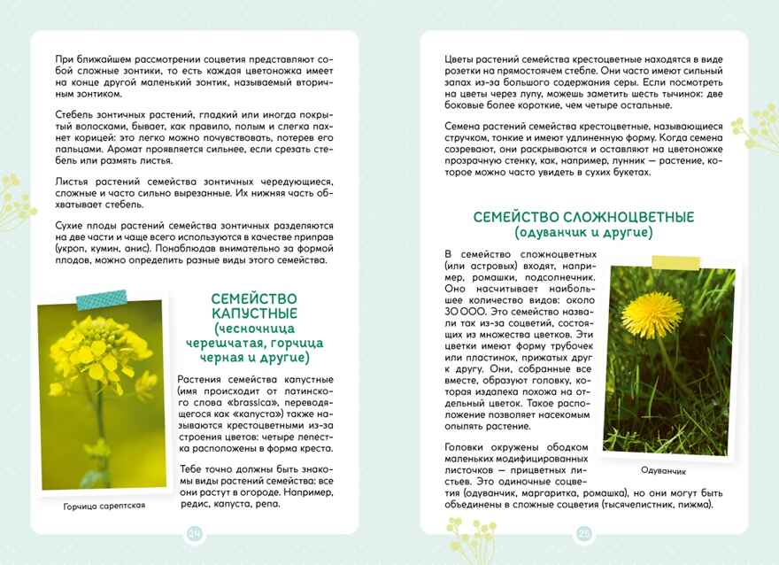 Растения вокруг нас, производитель Махаон , ISBN 978-5-38924-682-9, № 8