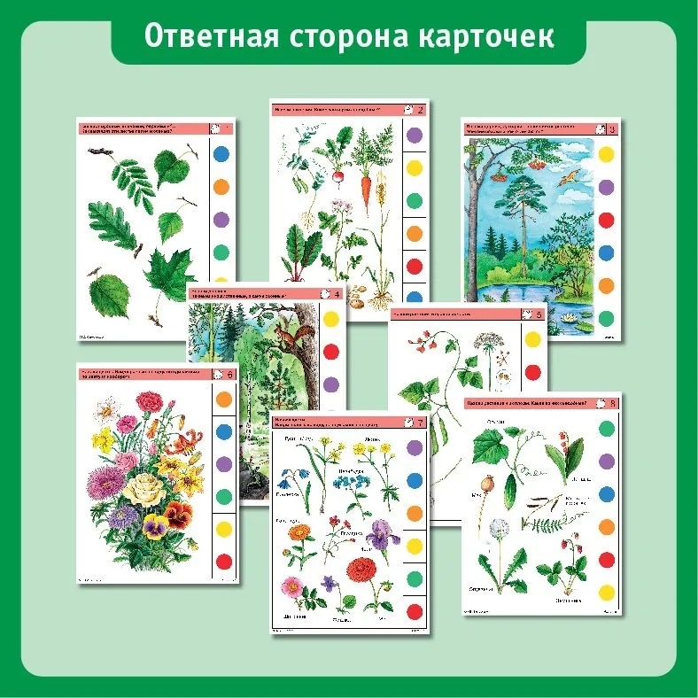 Учебное пособие Логико-Малыш Комплект карточек Растения 1, арт. ЛМ-003, производитель ИД Зимородок, ISBN 978-5-98849-012-8, № 4