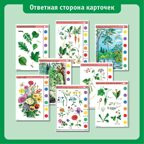 Учебное пособие Логико-Малыш Комплект карточек Растения 2, арт. ЛМ-004, производитель ИД Зимородок, ISBN 978-5-98849-013-5, № 4