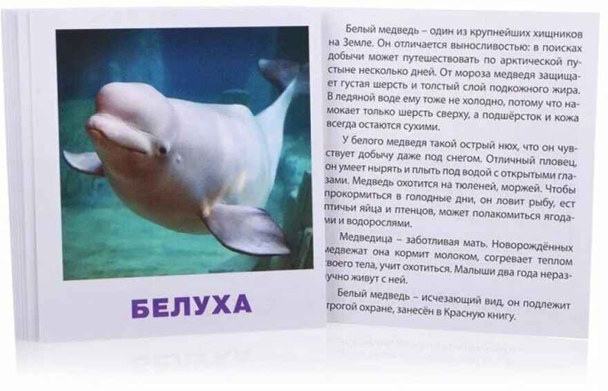 Умный малыш. Животные полярных широт. Набор карточек для детей. IQ-малыш, производитель Айрис-пресс , ISBN 978-5-81126-742-2, № 2