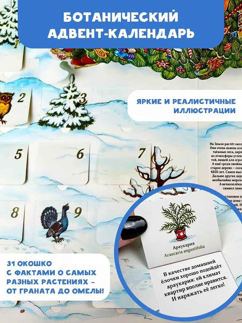 Адвент-календарь. Новогодняя ботаника: прогулка по зимнему лесу, производитель АСТ , ISBN 978-5-17112-985-9, № 3